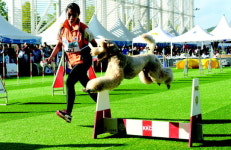 반려견과 행복한 동행