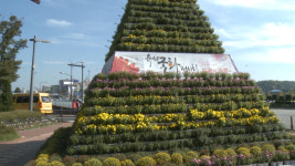[영상] 대전 유성 유림공원으로 국화꽃 보러 오세요