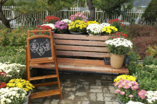 공주 추계보건진료소, 국화꽃 전시회 개최