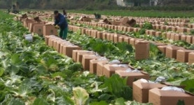 천안 배추 31t 대만 첫 수출길