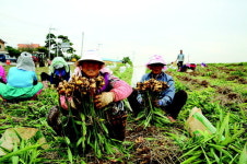 명품 태안생강 이달말 본격 출하
