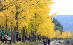 충북 괴산군 문광저수지 은행나무 가로수길 샛노란 가을