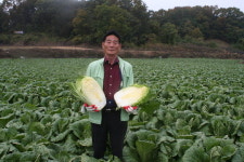 천연비료·정성으로 키운 배추로 김장하세요