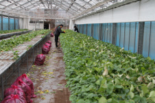 딸기 우량모주분양 고품질 굿뜨래 딸기 생산 박차