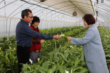 틈새시장 노린 금산 칼라꽃 화훼농가 웃음꽃