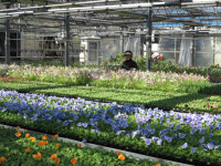 옥천농기센터, 공공기관에 경관조성용 꽃 묘 분양