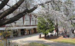 충남역사문화연구원 내달 3-9일 벚꽃문화주간 행사 개최