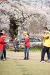 부여 내산초, 꽃비 속 벚꽃축제 한마당 성료