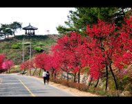 제10회 금산 홍도화 축제 22일 개막