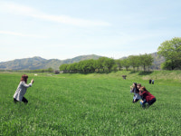 옥천 청산면 보청천 청보리밭 인기