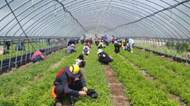 청양 구기자 가족 만들기 운동 전개