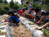 옥천 청산초등학교 텃밭 고구마가꾸기체험