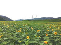 웅천 체육공원, 100만 송이 해바라기와 코스모스 활짝!