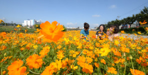 [포토] 황금물결 이룬 대전천
