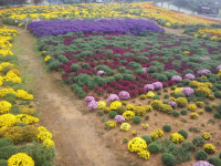 홍성군 서부면 수룡동 국화꽃 활짝