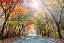 서산 아라메길 단풍 절정
