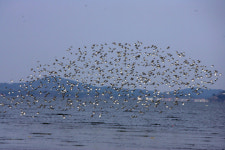 철새 낙원 서천 유부도 갯벌 세계자연유산 등재 박차