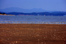 철새 낙원 서천 유부도 갯벌 세계자연유산 등재 박차