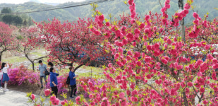 금산 남일면 홍도화축제 상춘객 발길