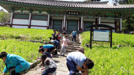 부여 마정초등학교 한마음으로 우리 고장 문화재 가꿔요