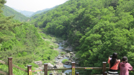 옥천장령산 자연휴양림 심신치유 장소 인기