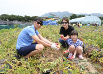 제8회 괴산 감물감자축제 5000여 명 발길 북적