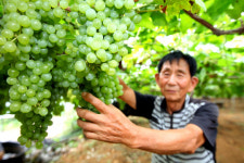 두루미청포도농원 | [사진뉴스] "달콤한 청포도로 더위를 잊으세요"