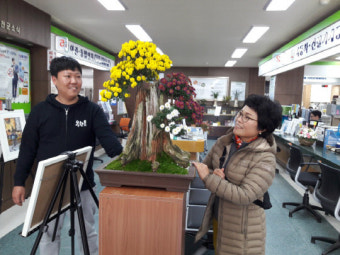 서천군청 민원실 가을 국화향기 가득