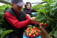 영동군, 새콤달콤한 딸기로 겨울을 시작하다!