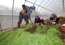 [사진뉴스] 봄 향기 가득! 태안군 달래 수확 한창