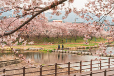 [사진뉴스]  서산 해미천 벚꽃 만개… 장관 연출