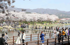 제3회 해미벚꽃축제, 20만 명 다녀가 27억 경제효과