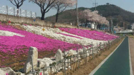 꽃잔디로 물든 청양읍 백세공원 화사해
