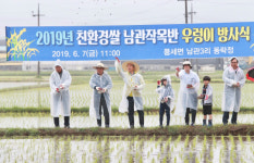 [사진뉴스] 친환경 쌀 생산에 우렁이가 효자