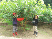 검으면서 상큼 하고 달콤한 슈퍼 오디 수확 한창