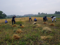 음성군 삼성면 덕정2리 마을회, 사랑의 보리 나눔 행사 열어