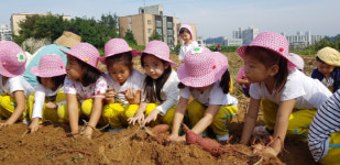 음성군 금왕읍 주민자치위원회와 함께하는 어린이 고구마 수확 체험