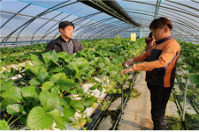 부여군, 일조부족에 따른 시설과채류 집중 기술지원