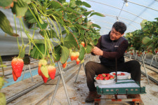 과일의 고장 영동, 부드럽고 달콤한 겨울 딸기 일품