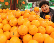 [사진뉴스]  롯데마트 노은점, 새콤달콤 과즙 팡팡 오렌지 맛보세요