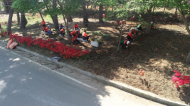 서천군 장항송림산림욕장 맥문동 보강 식재