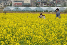 제천시 의림지뜰 노란 유채꽃 만개