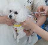 옥천군 개 광견병 예방접종실시