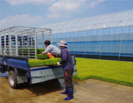 부여 규암농협, 영농철 소규모 농가 등 벼 육묘 공급 지원