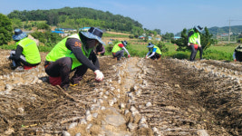 충남농협, 서산 팔봉면 마늘 농가에서 봉사활동