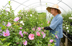 음성군 원남면 보룡리 대봉수목원, 무궁화 꽃 구경 오세요