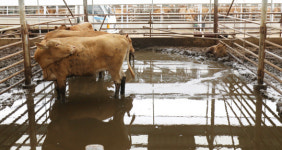 [포토] 축사도 물에 잠겼소
