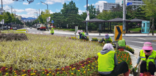 충주시, 도심 곳곳 가을 꽃 식재