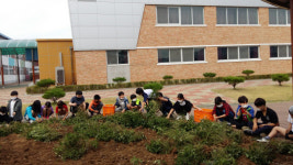 옥천이원초등학교 학생들 가을 느끼며 땅콩수확