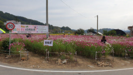 청주 가덕면, 코스모스 만개 눈길…사진 콘테스트도 마련